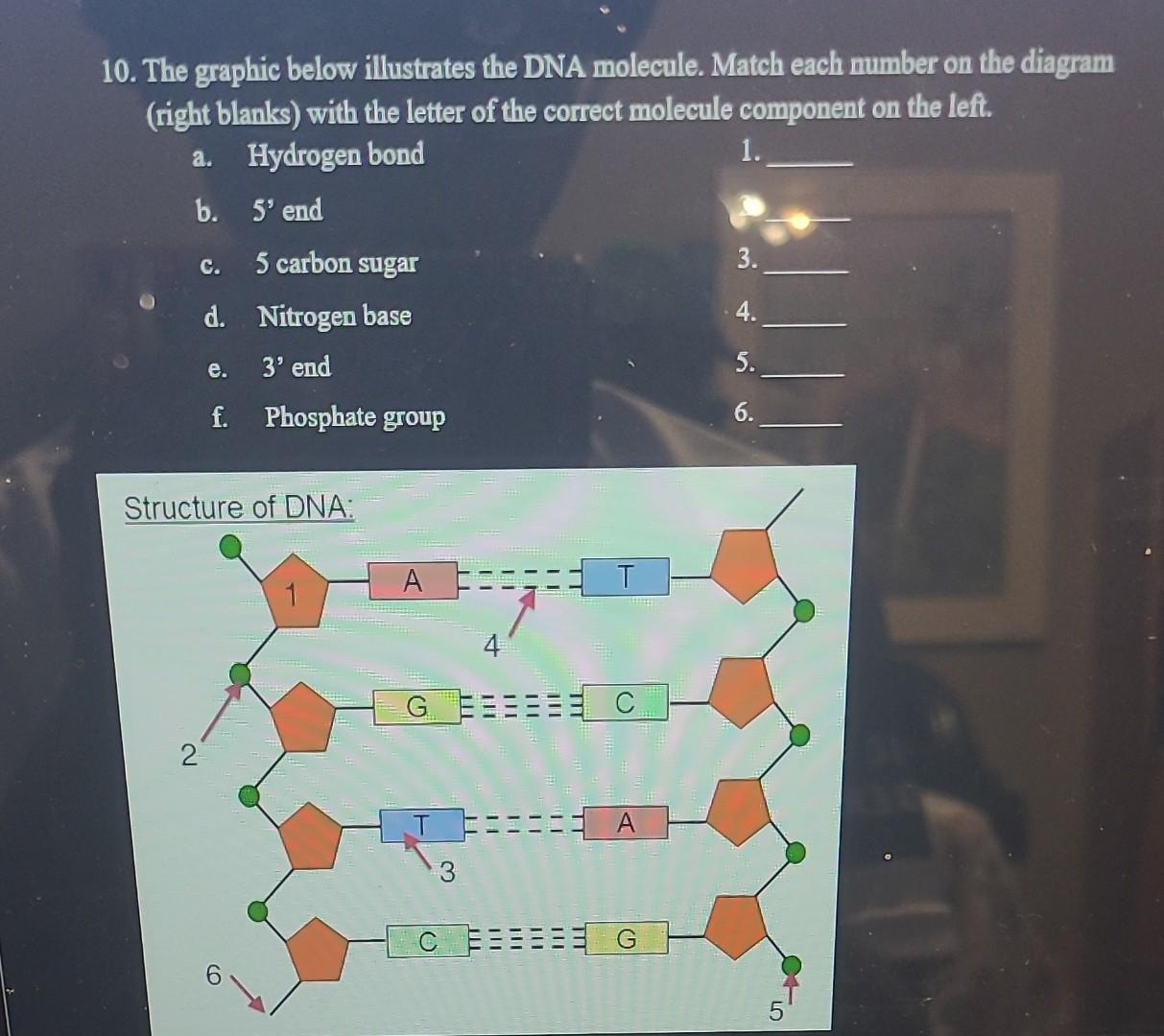 Solved 10. The Graphic Below Illustrates The DNA Molecule. | Chegg.com