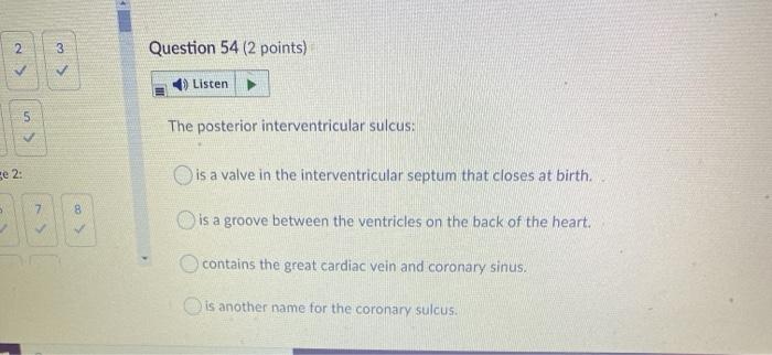 interventricular sulcus and septum