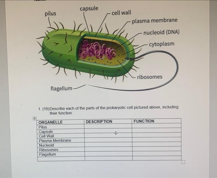 Solved capsule pilus cell wall plasma membrane nucleoid