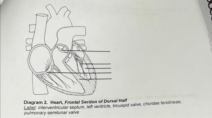 Diagram 2. Heart, Frontal Section of Dorsal Half Label: interventricular septum, left ventricle, tricuspid valve, chordae ten