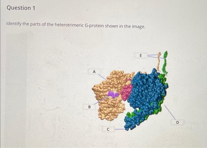G-protein heterotrimer molecular model
