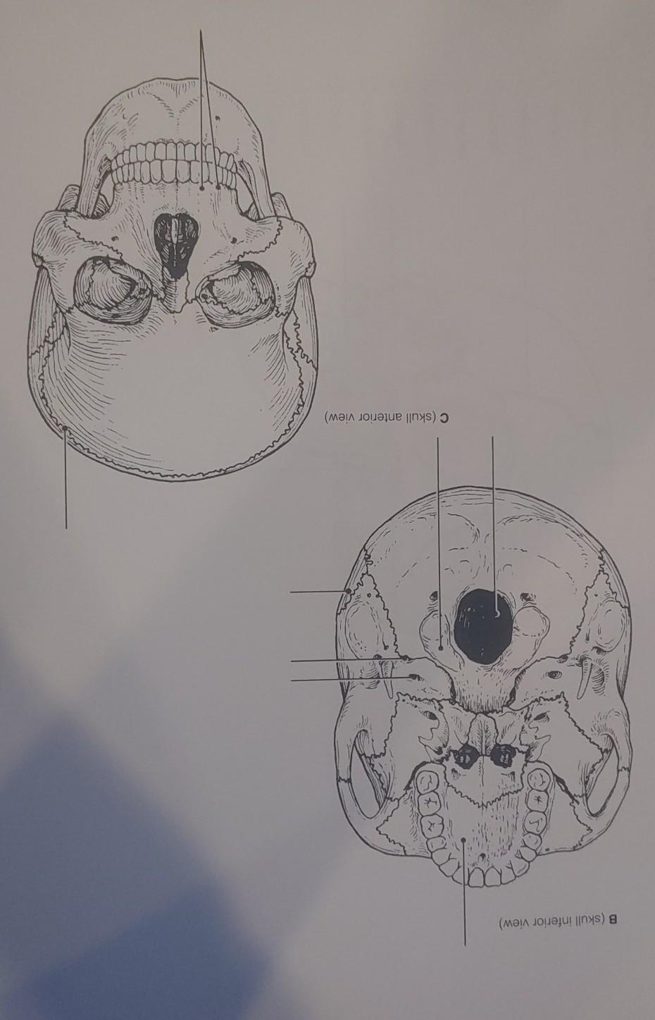 Solved different colors for the bones listed below and color | Chegg.com