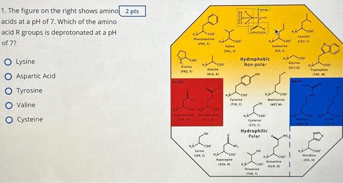 Solved 1. The figure on the right shows amino 2p acids at a | Chegg.com