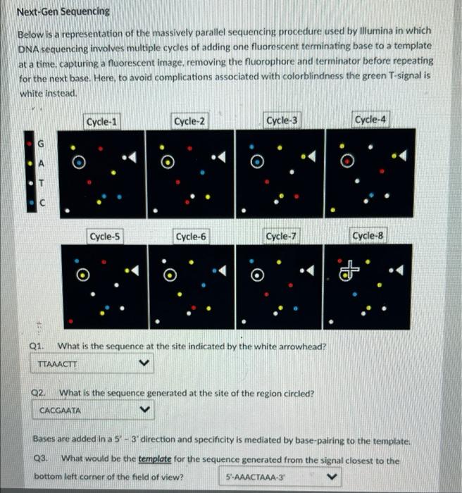 Solved Next-Gen Sequencing Below is a representation of the | Chegg.com