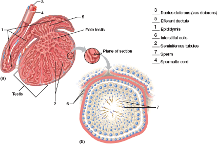 Chapter 58 Solutions | Laboratory Manual For Human Anatomy & Physiology ...