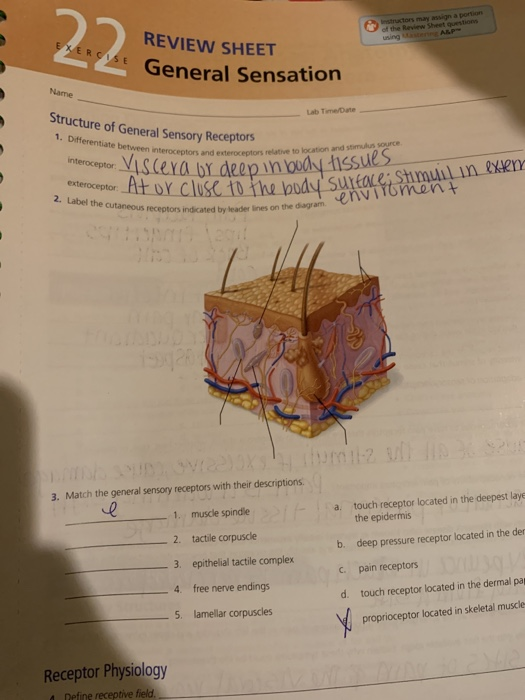 Solved A c tors may assign a portion of the Review Sheet | Chegg.com