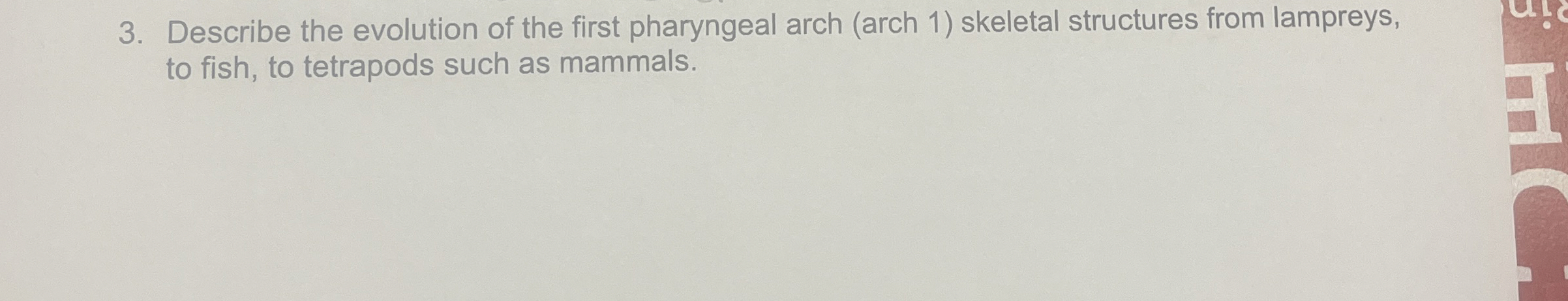 Solved Describe the evolution of the first pharyngeal arch | Chegg.com