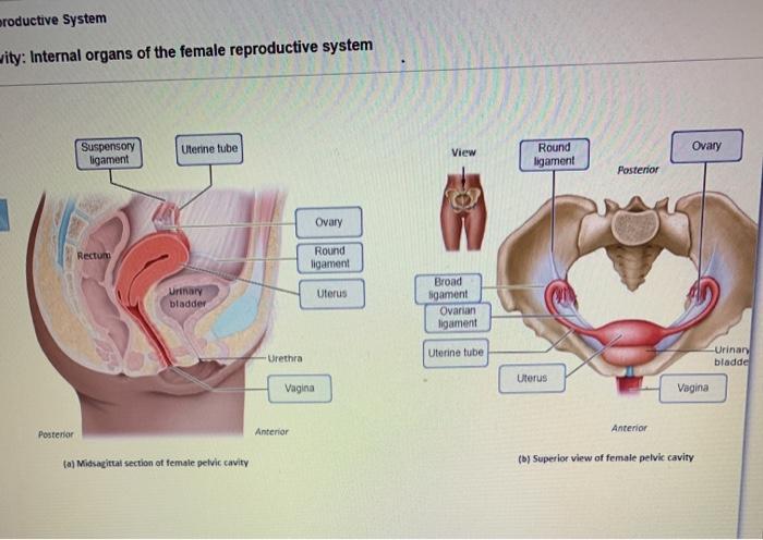 internal female reproductive system