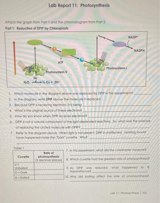 Solved Lab Report 11 Photosynthesis Attach the graph from
