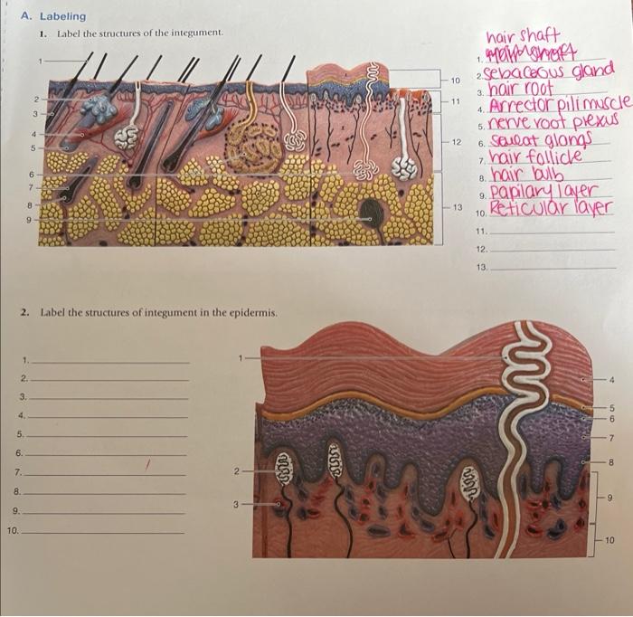 Solved 1. Label the structures of the integument. hair shaft | Chegg.com