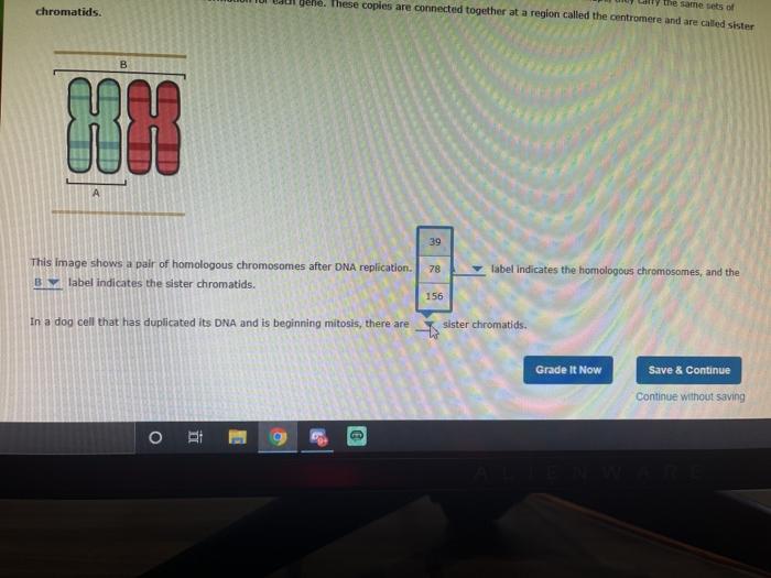 Solved The image shows two pairs of homologous chromosomes. | Chegg.com