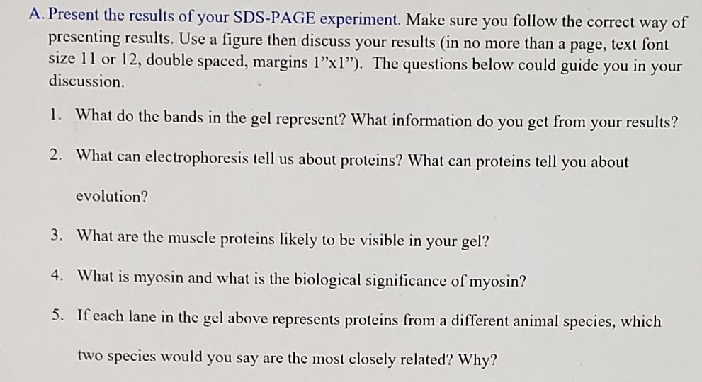 A. Present the results of your SDS-PAGE experiment. | Chegg.com