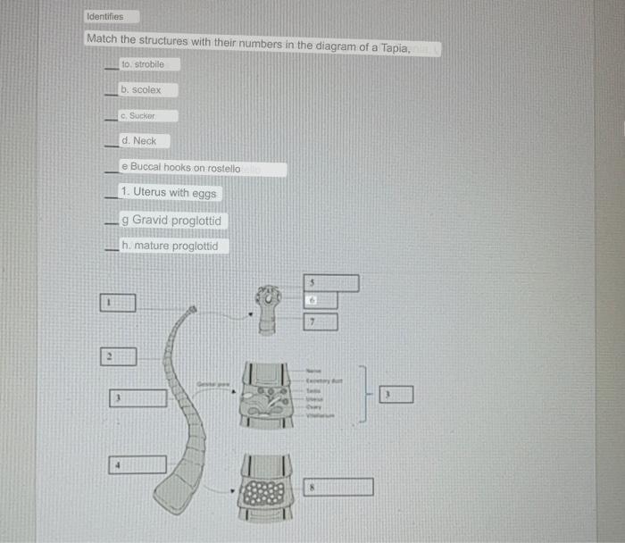 In terms of Zoology, answer the following questions