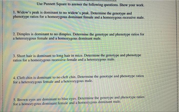 Solved Use Punnett Square to answer the following questions. | Chegg.com