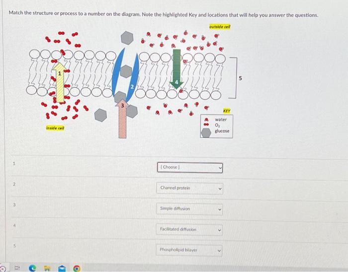 Match the structure or process to a number on the diagram. Note the highlighted Key and locations that will help you answer t