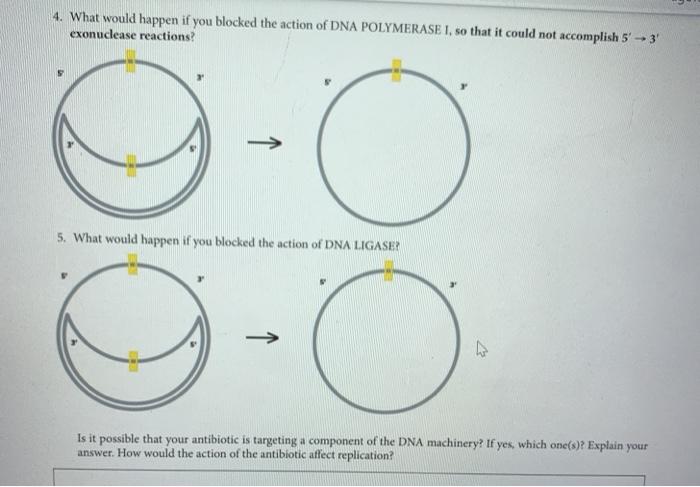 Solved I DNA Replication Activity Background You are working | Chegg.com