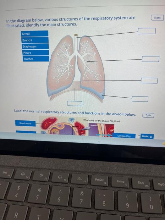 Solved 5 pts In the diagram below, various structures of the | Chegg.com