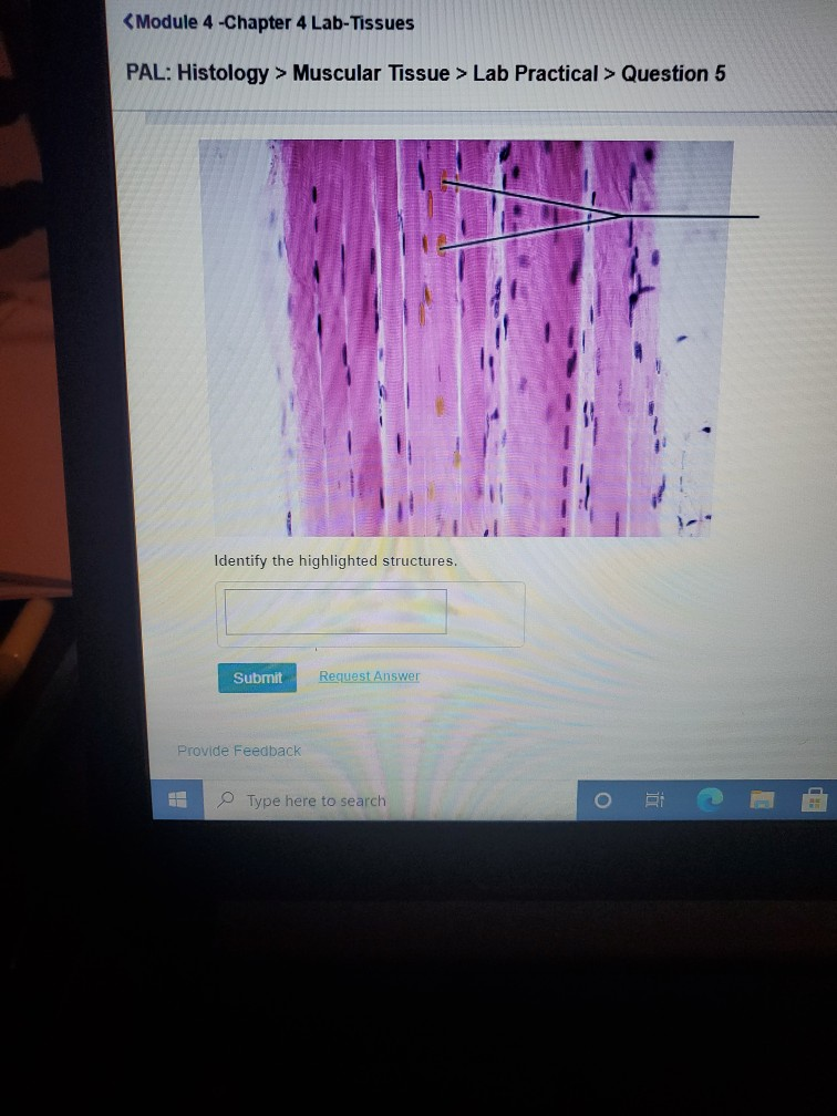 Module 4 Chapter 4 Lab Tissues Pal Histology Chegg 