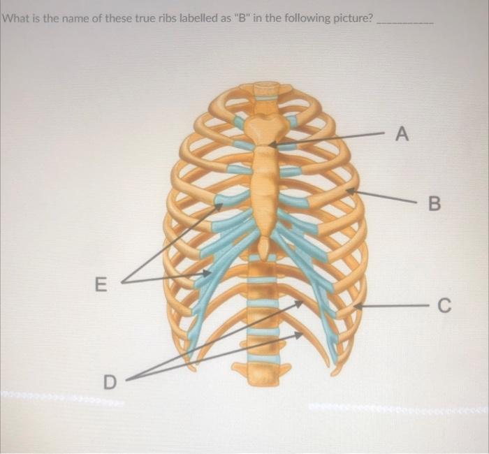 Solved What is the name of these true ribs labelled as B