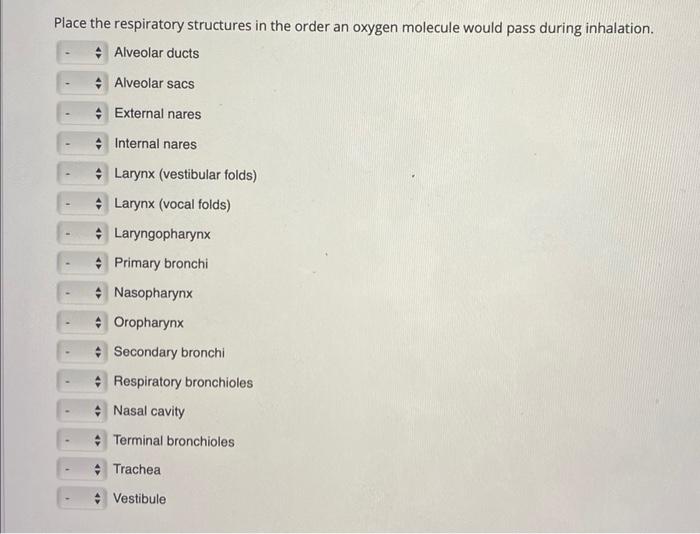 Solved Place the respiratory structures in the order an | Chegg.com