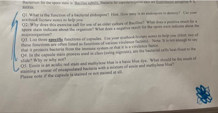 Bacterium for the spore stain is: Bacillus subtilis. Bacteria for capsule/negative stain are Enterobucter actogenes \& \( \$