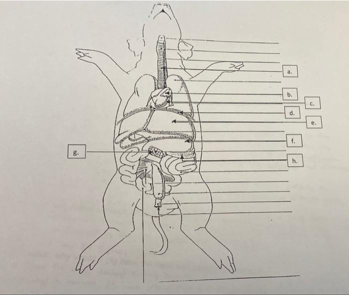 Solved Label the following diagrams of the frog and pig as | Chegg.com