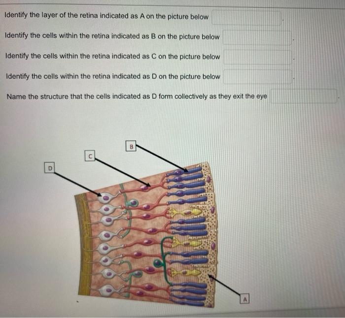 Identify the layer of the retina indicated as A on the picture below
Identify the cells within the retina indicated as \( B \