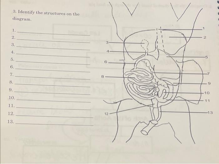 Solved 3. Identify the structures on the diagram. 1. 2. 3. | Chegg.com