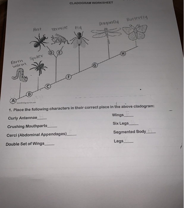 Solved CLADOGRAM WORKSHEET Butterfly Dragonfly Ant FI4 | Chegg.com