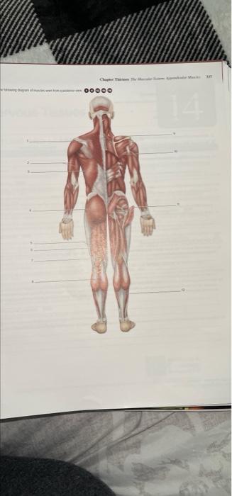 Solved label diagram label the disgram of muscles seen in | Chegg.com