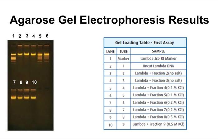 Solved 1.Based on the Agarose Gel Electrophoresis results, | Chegg.com