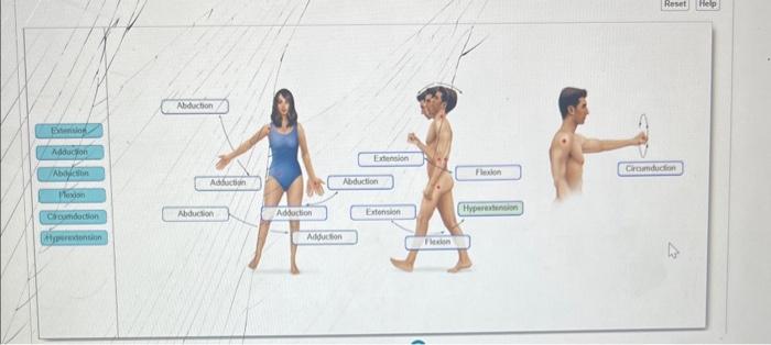 Solved label the joint movements | Chegg.com