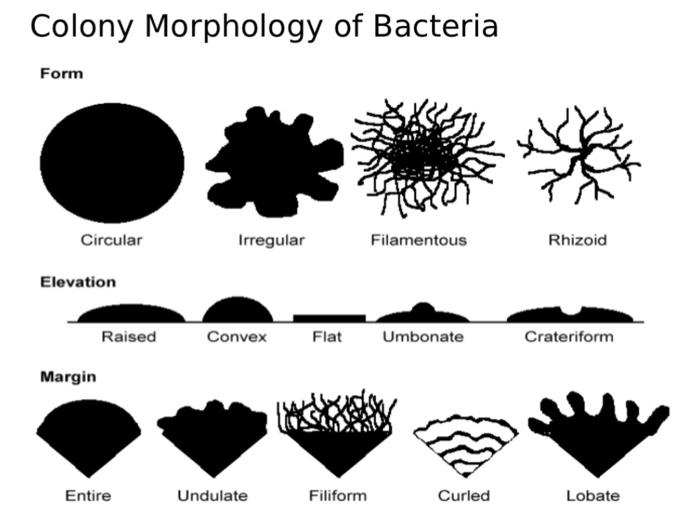 colony morphology of bacteria