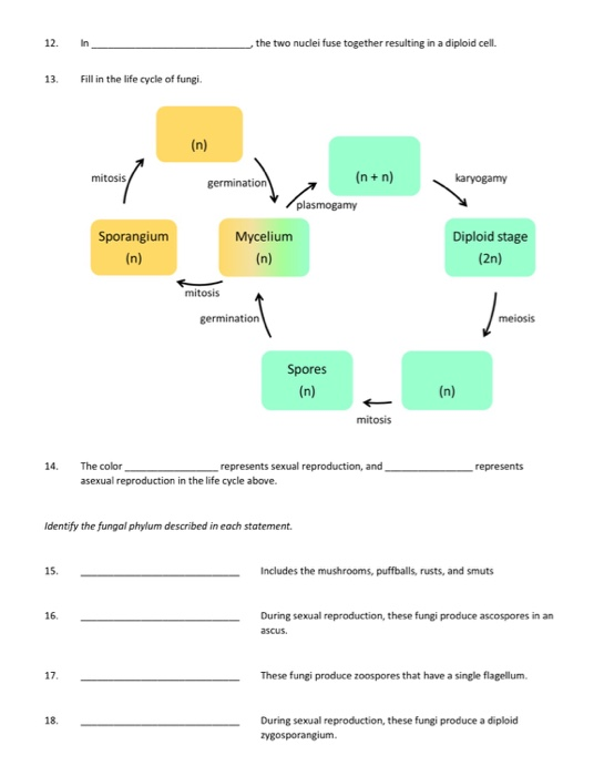 Solved 1. 2. Complete the following statements about fungal