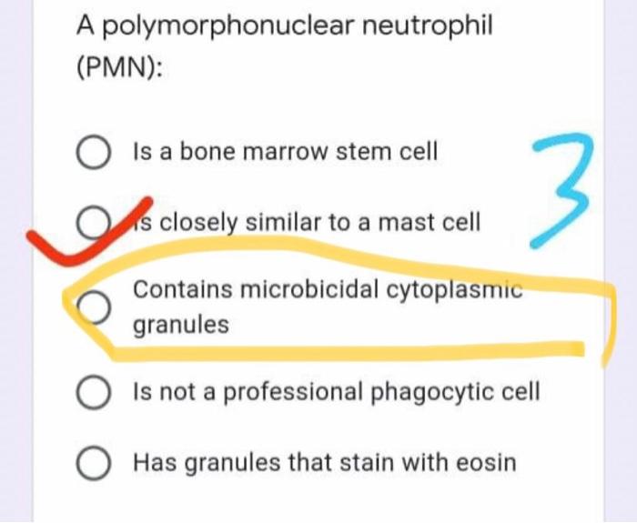 Solved A polymorphonuclear neutrophil (PMN): O Is a bone | Chegg.com
