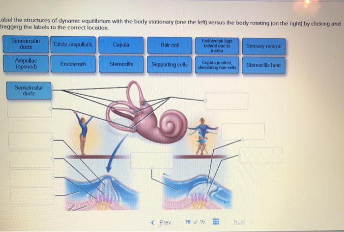 dynamic-equilibrium-anatomy