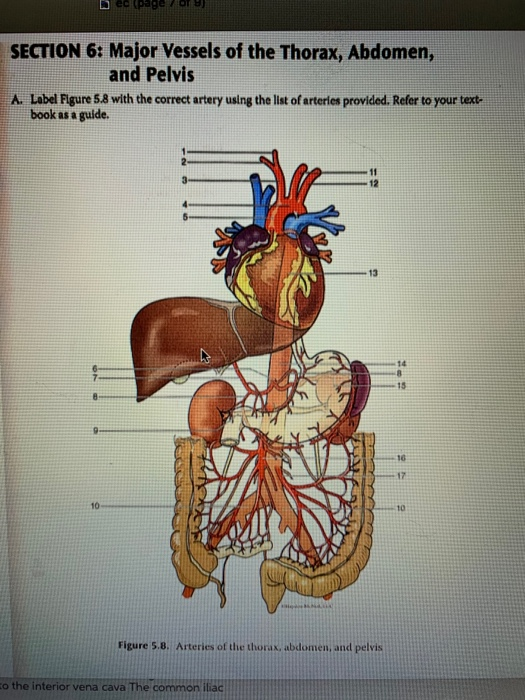 Solved Dec Page SECTION 6: Major Vessels Of The Thorax, | Chegg.com