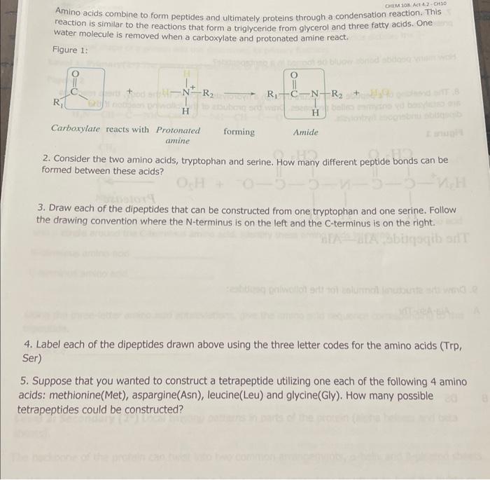 Amino acids combine to form peptides and ultimately