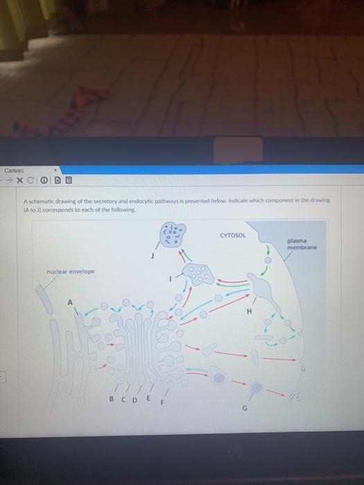 Solved Canvas -> X Aschematic drawing of the secretory and | Chegg.com