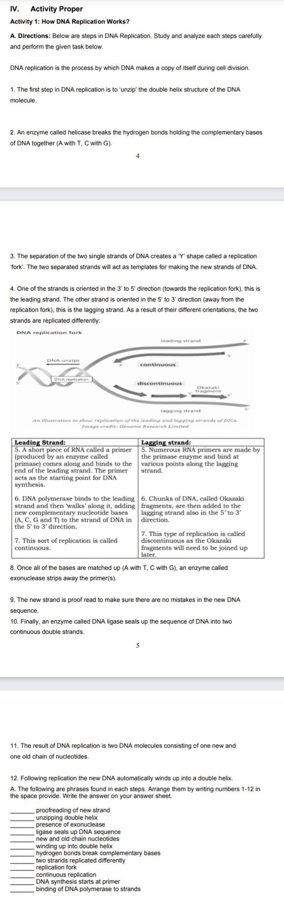 Solved IV. Activity Proper Activity 1: How DNA Replication | Chegg.com