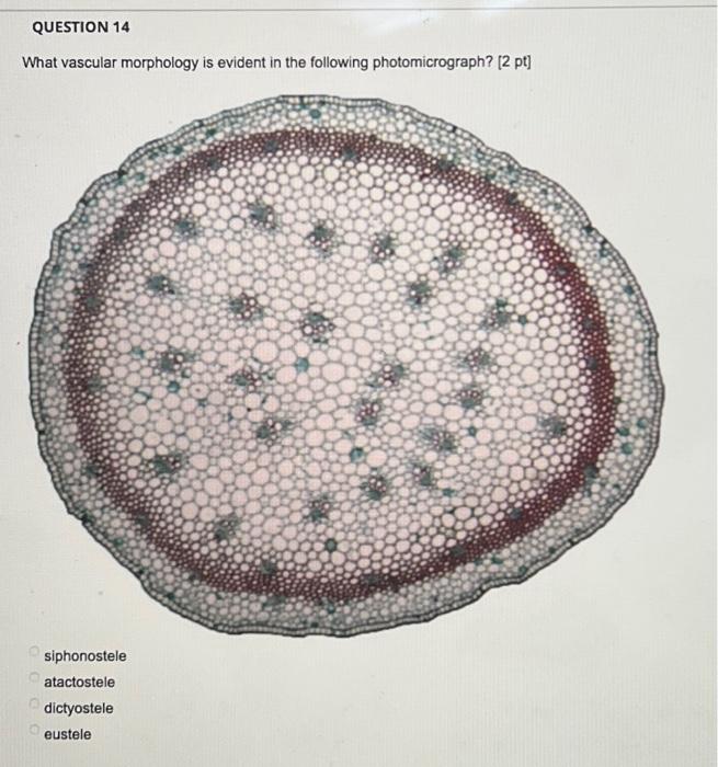 Solved What vascular morohologv is evident in the following