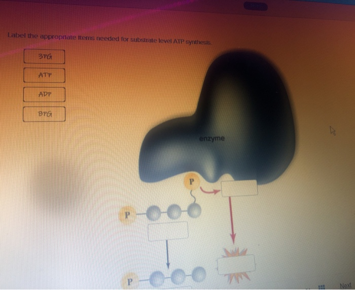Solved Label the appropriate items needed for substrate