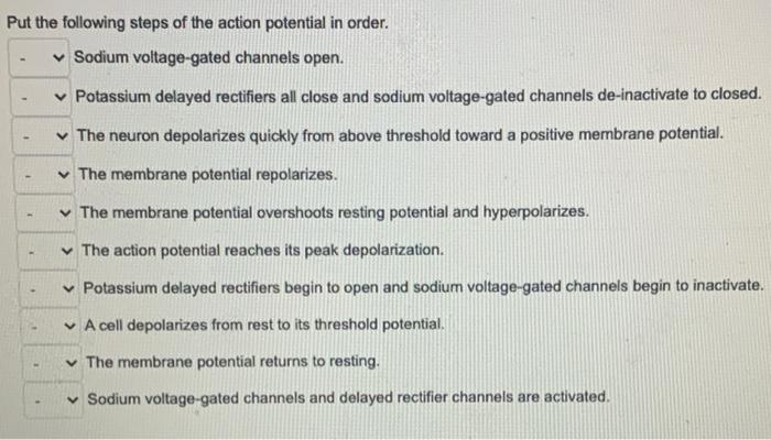 Solved Put the following steps of the action potential in | Chegg.com