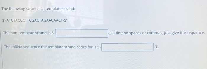 Solved The following strand is a template strand: Chegg com Solved The following strand is a template strand: Chegg com