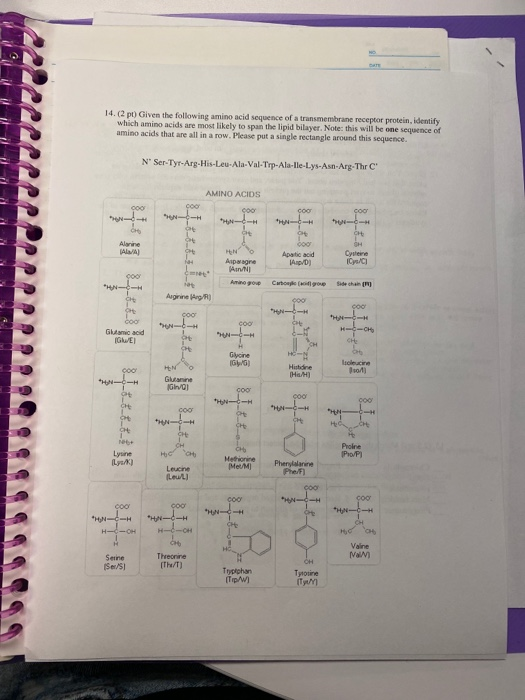 Solved 14.(2 t) Given the following amino acid sequence of a | Chegg.com