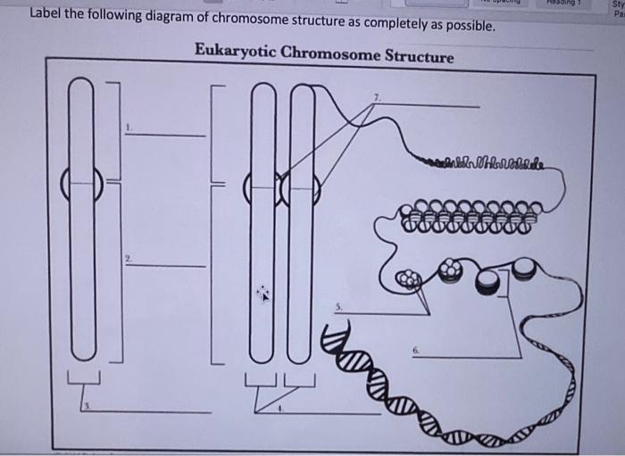 chromosome structure labeled