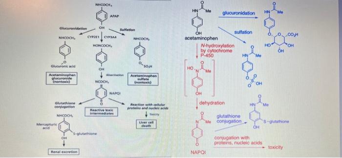 acetaminophen glutathione conjugation Paracetamol (also known as acetaminophen) is primarily metabolized in the  liver through two main pathways: ✔️ Phase I metabolism ✔️ Phase II  metabolism. ➡️ In Phase I metabolism, paracetamol is… main image 0