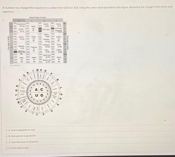 Solved Place the following steps of protein synthesis in the | Chegg.com