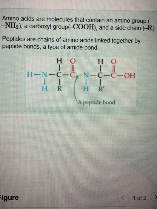 Solved Amino acids are molecules that contain an amino group