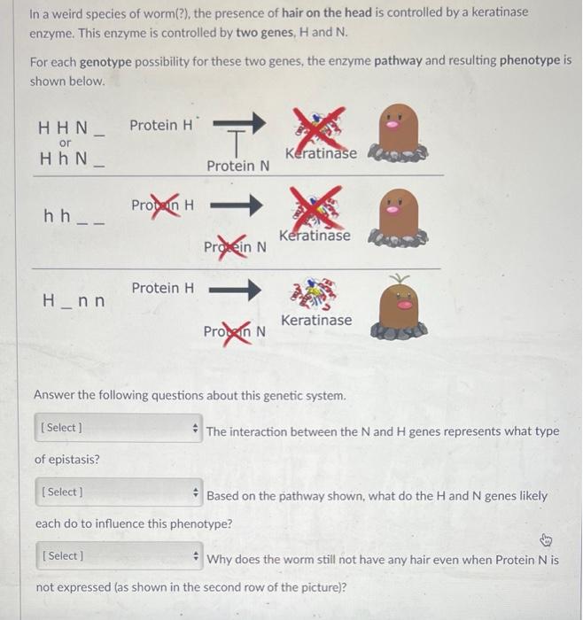 In a weird species of worm(?), the presence of hair on the head is controlled by a keratinase
enzyme. This enzyme is controll